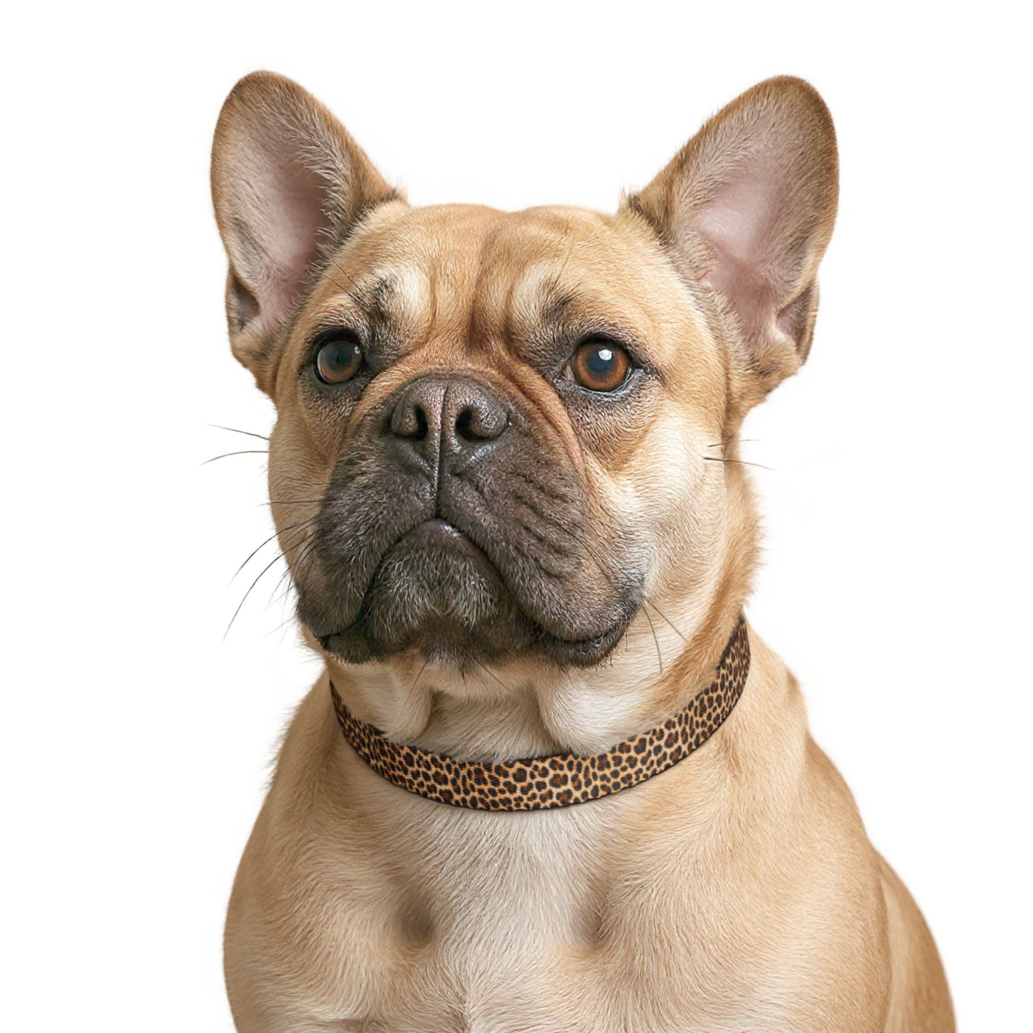 Clip-On Pet Collar — Leopard Print Pattern