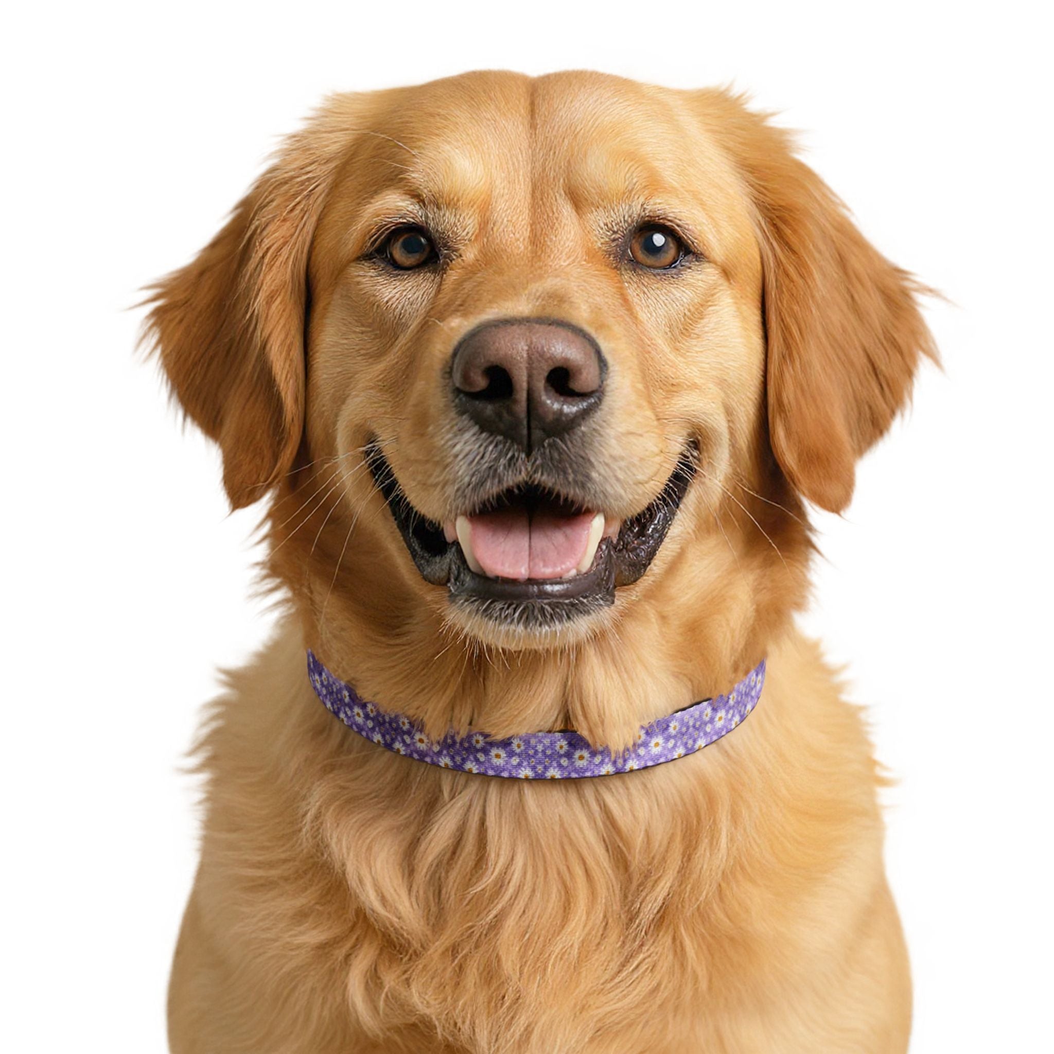 Clip-On Pet Collar — Lavender with Daisy Pattern