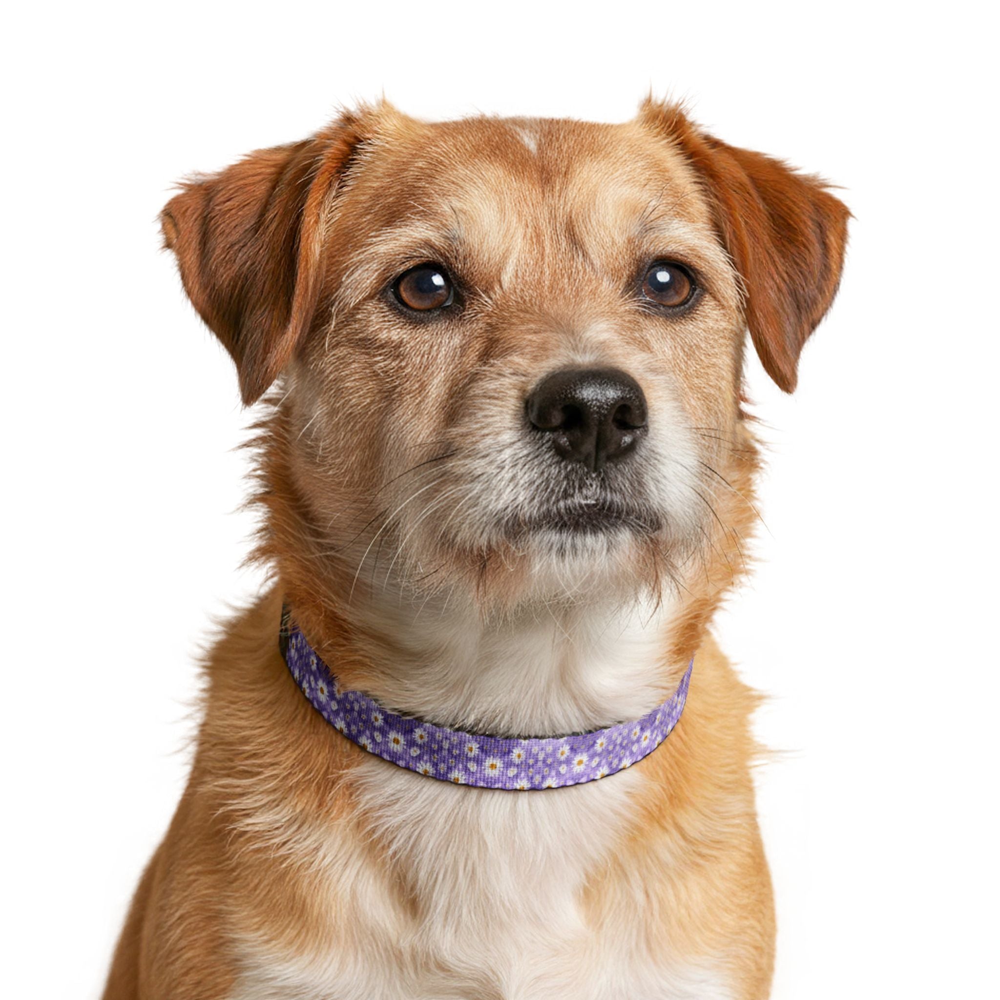 Clip-On Pet Collar — Lavender with Daisy Pattern