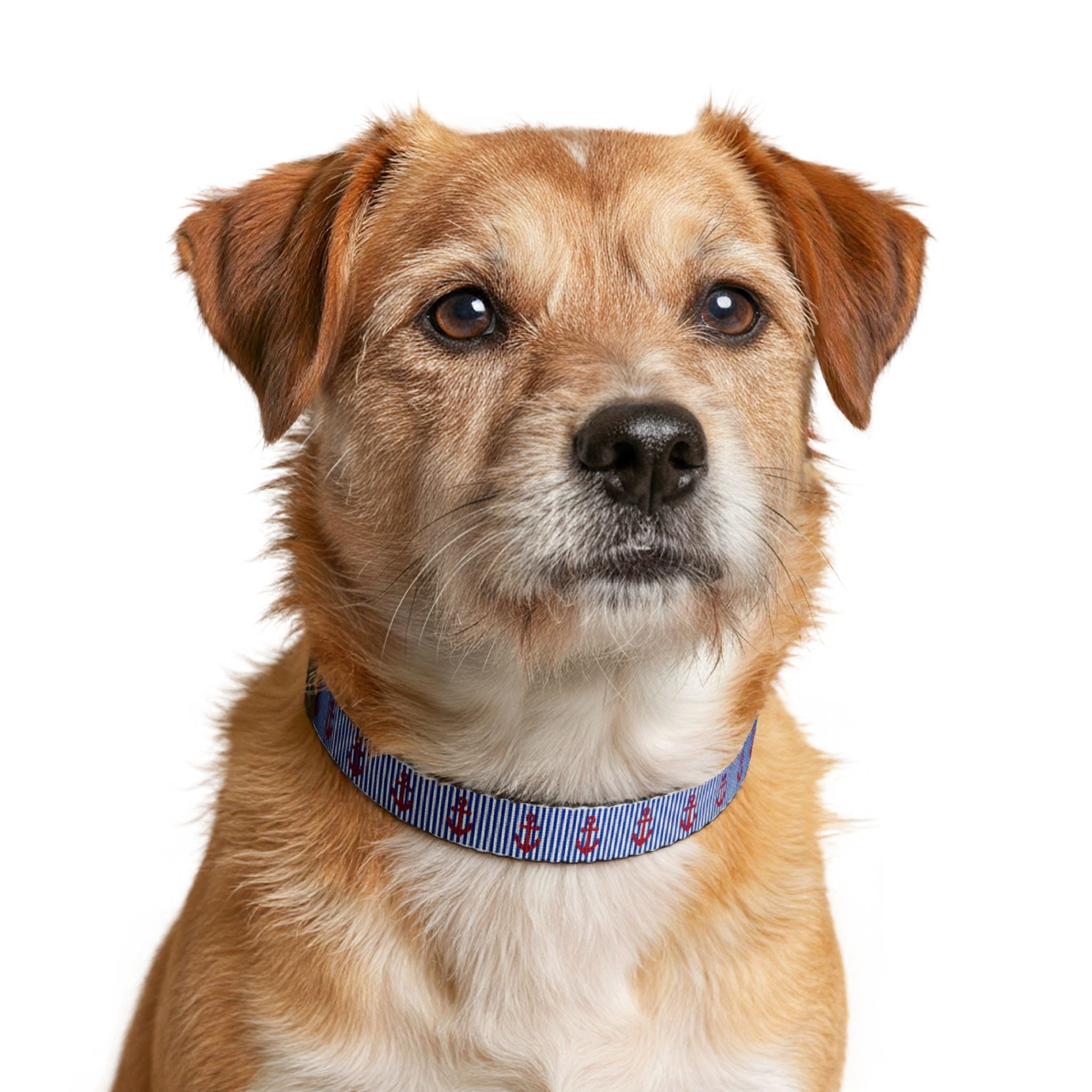 Clip-On Pet Collar — Nautical Pattern