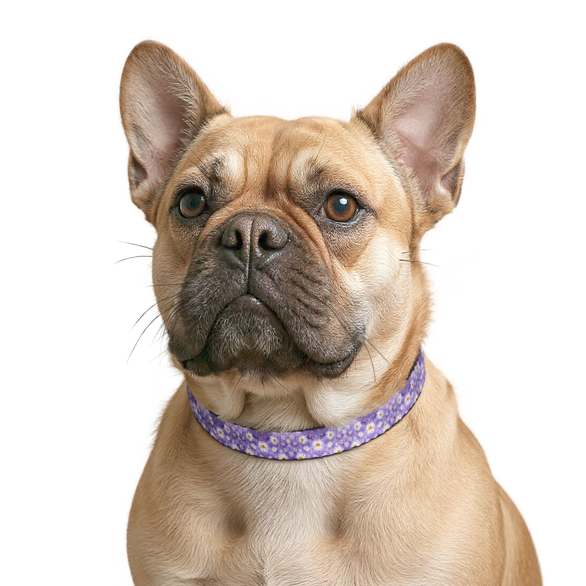 Clip-On Pet Collar — Lavender with Daisy Pattern